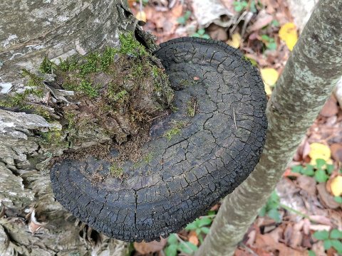 Phellinus nigricans (849674)