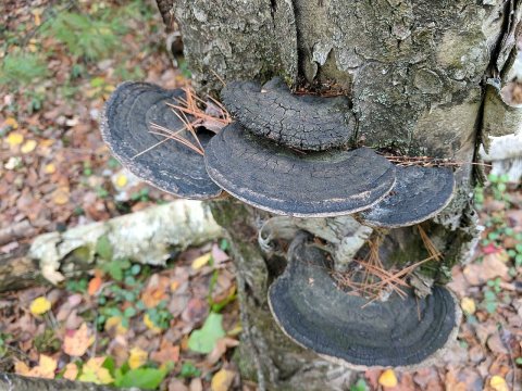 Phellinus nigricans (849677)