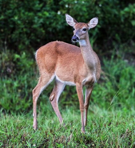 White-tailed deer 09-07-18-0034822