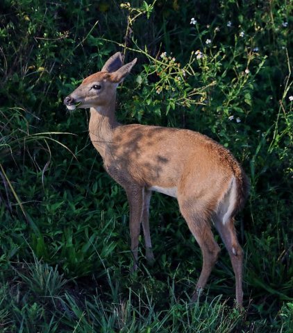 White-tailed deer 09-20-18-0035623