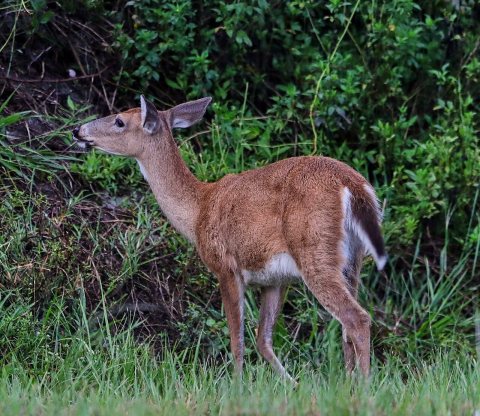 White-tailed deer 09-07-18-0034812