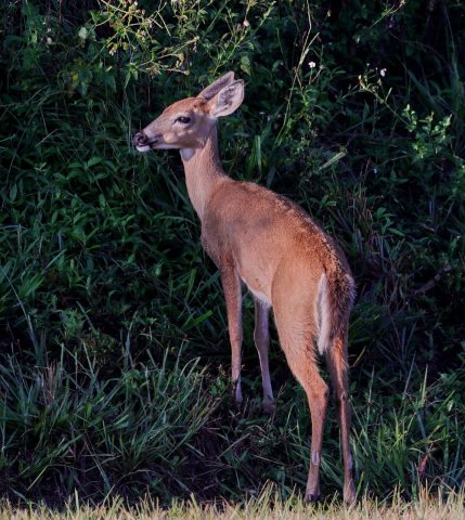 White-tailed deer 09-20-18-0035634