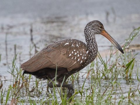 Limpkin