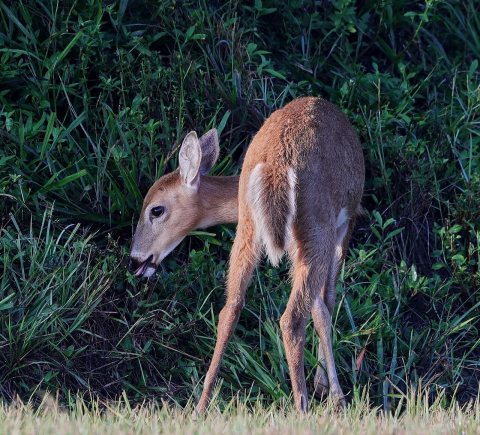 White-tailed deer 09-20-18-0035641