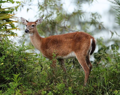 White-tailed deer 09-07-18-0034783