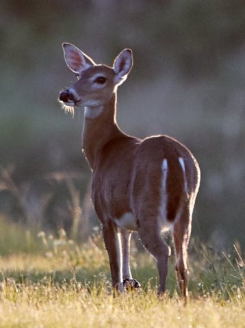 White-tailed deer