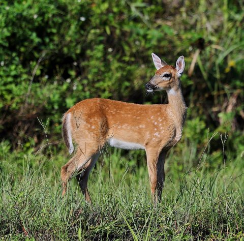 White-tailed deer 06-24-18-0024162