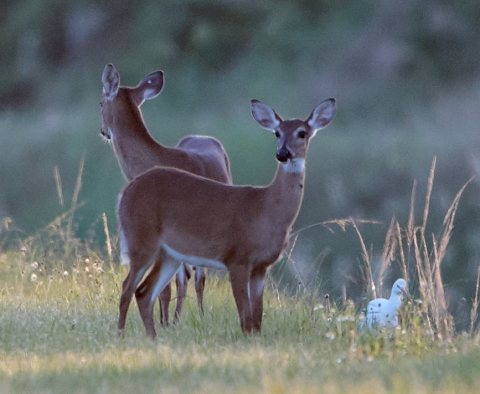 White-tailed deer Oct 31 2017 AQ6I2746 2