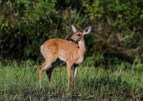 White-tailed deer 06-24-18-0024158