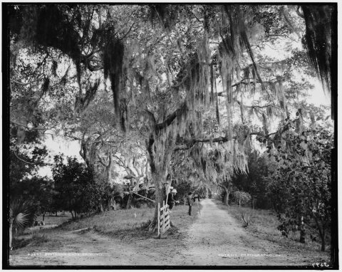 Bostrom's Gate, Ormond