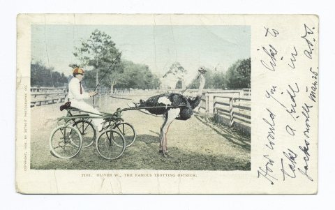 Oliver W., Famous Trotting Ostrich, Calif