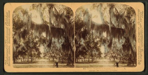 The silvery draperies of Daytona, Florida