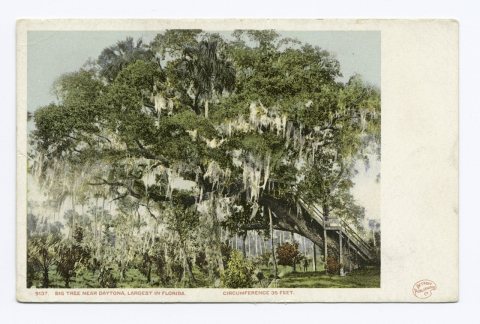 Big Tree near Daytona, largest in Florida, Florida