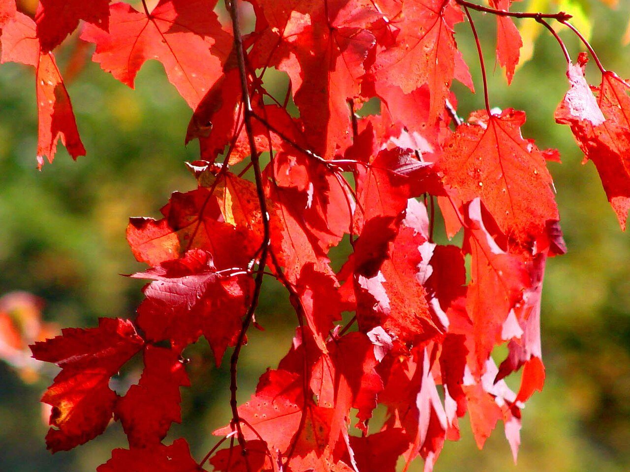 Red maple