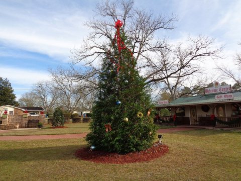 Christmas tree in