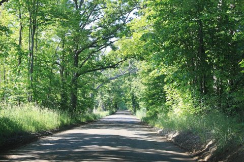 Tree-Lined Chubb Road Lyon Township Michigan