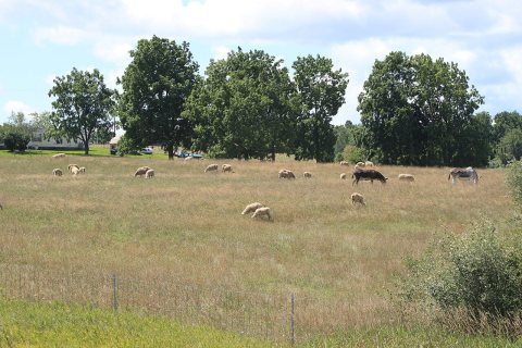 Sheep grazing in a field, M-52 south of U.S. 12, Franklin Township, Michigan
