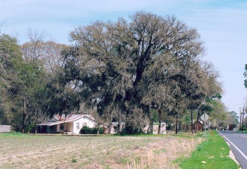 Live-Oak-Collins