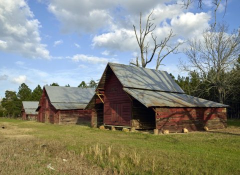 Three red barns