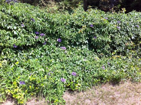 Passion hedge