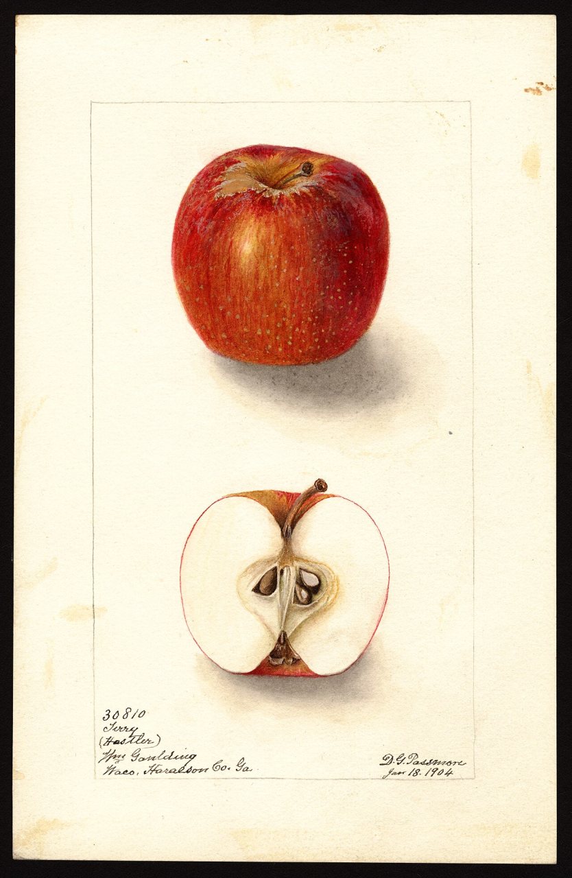 Pomological Watercolor POM00003740