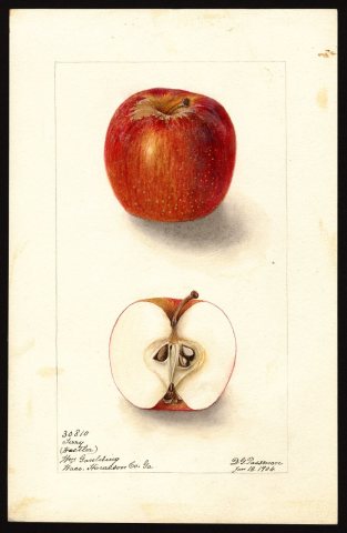 Pomological Watercolor POM00003740