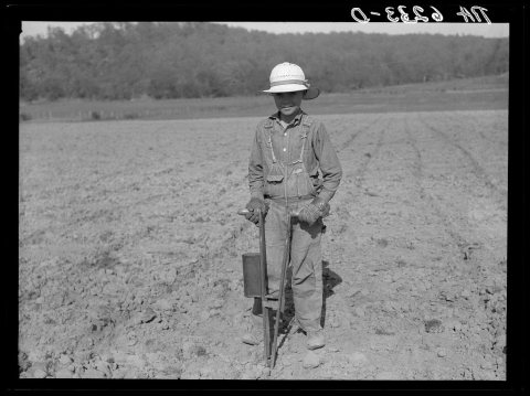 Planting corn with hand corn planter in Meremac Forest project area. Salem, Missouri