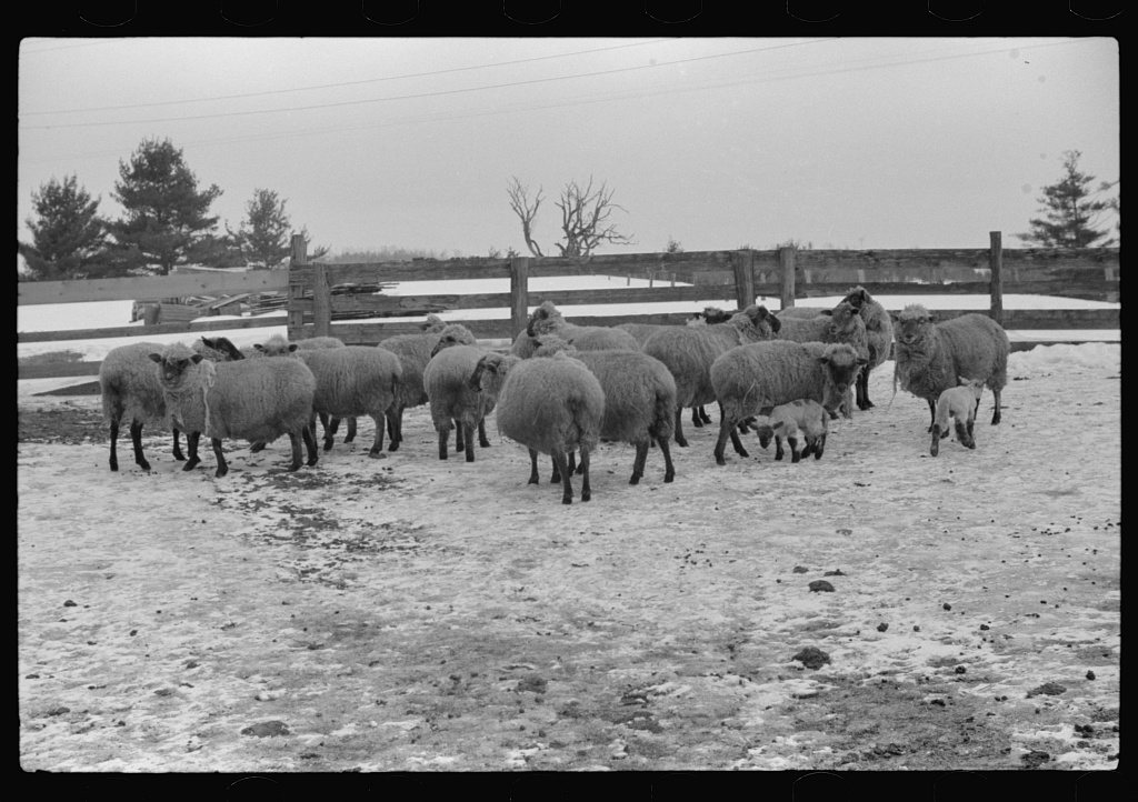 Sheep on farm