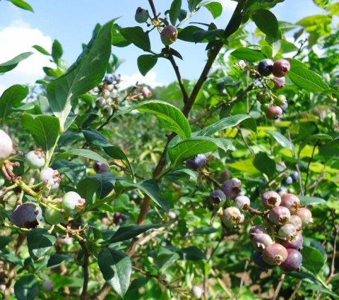 Blueberries on bushes in New Jersey