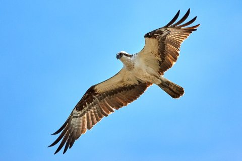 Hawk Eye