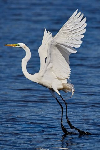 Egret Taking Off