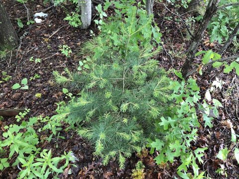 2018-05-28 10 09 21 Eastern White Pine sapling in a wooded area just north of New Jersey State Route 66 (Asbury Avenue)…