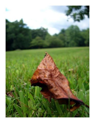 Leaf on Grass, Cherry Hill, NJ 2004