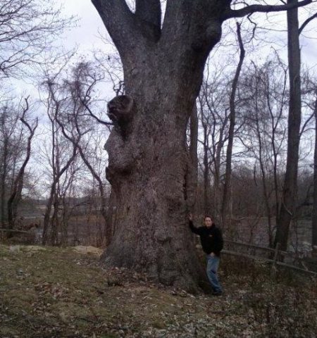 Clermont Oak in New Jersey