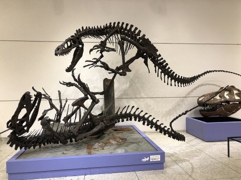 2023-12-01 15 40 55 Dryptosaurus aguilunguis cast, late Cretaceous Period, New Egypt Formation, West Jersey Marl Compan…