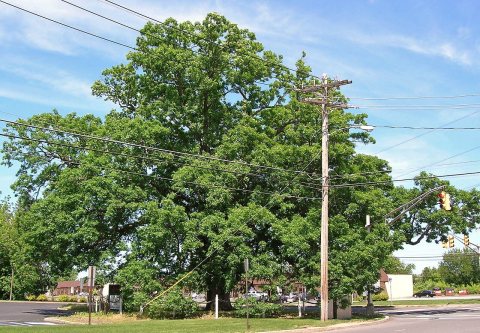 White Oak Tree, Monroe, NJ - May 27, 2013