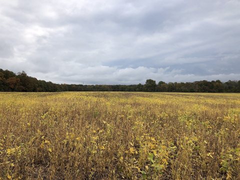2020-10-27 11 17 14 Field along Gloucester County Route 553 (Buck Road) near Gloucester County Route 610 (Whig Lane) in…