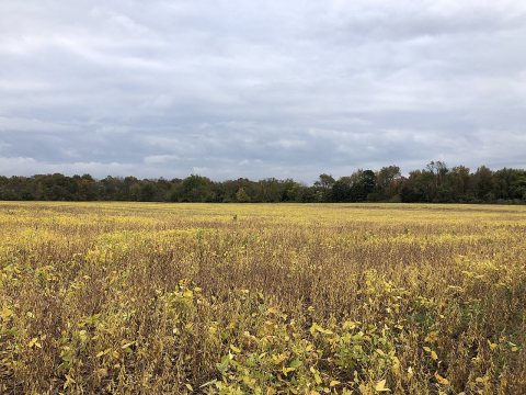 2020-10-27 11 17 17 Field along Gloucester County Route 553 (Buck Road) near Gloucester County Route 610 (Whig Lane) in…