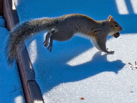 HVargas - squirrel runs away (by-sa)