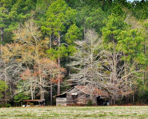 Georgia Farm