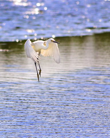 Little Egret Forsythe Nwr New Jersey
