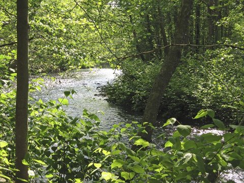 Whippany River