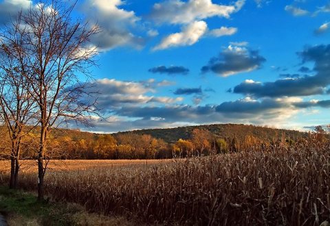 Flickr - Nicholas T - Rustic (1)