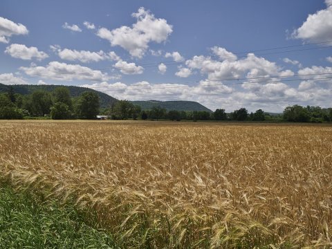 Wheat field near Candor, New York
