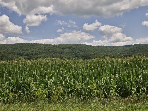 Cornfield near Candor, New York