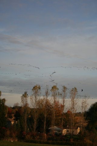 Geese banding