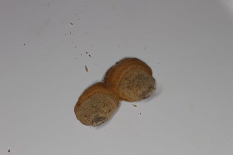 Stereum gausapatum