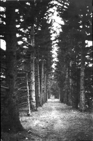 AisleOfPines