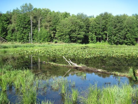 Pond on Coe Road (3)