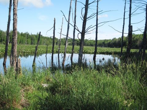 Pond on Coe Road (2)